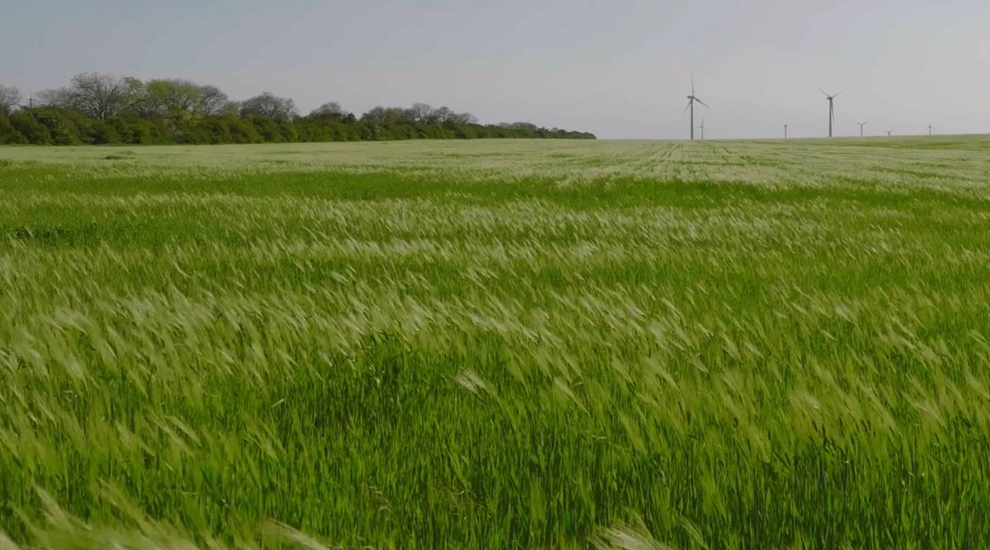 Grass blowing in the wind