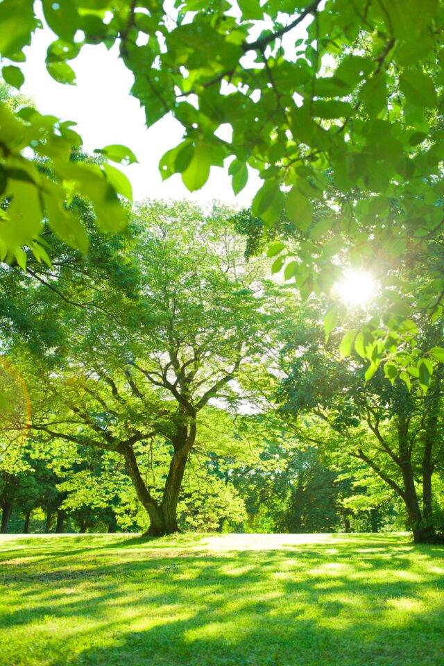 Trees with sunshine shining through