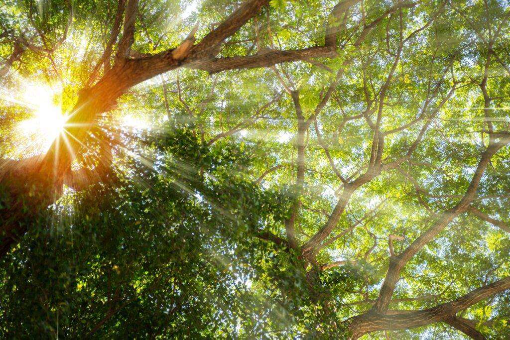 Trees with sunlight coming through