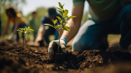 Planting small seedlings with gloves on