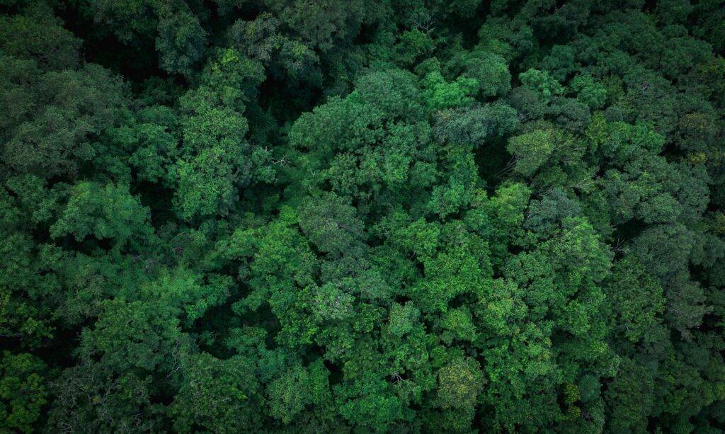 A forest from directly above very green