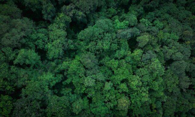 A forest from directly above very green